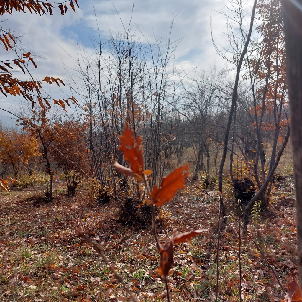 A view of Basqal, a place to travel in Azerbaijan in autumn, with the village's trees in full golden and red color