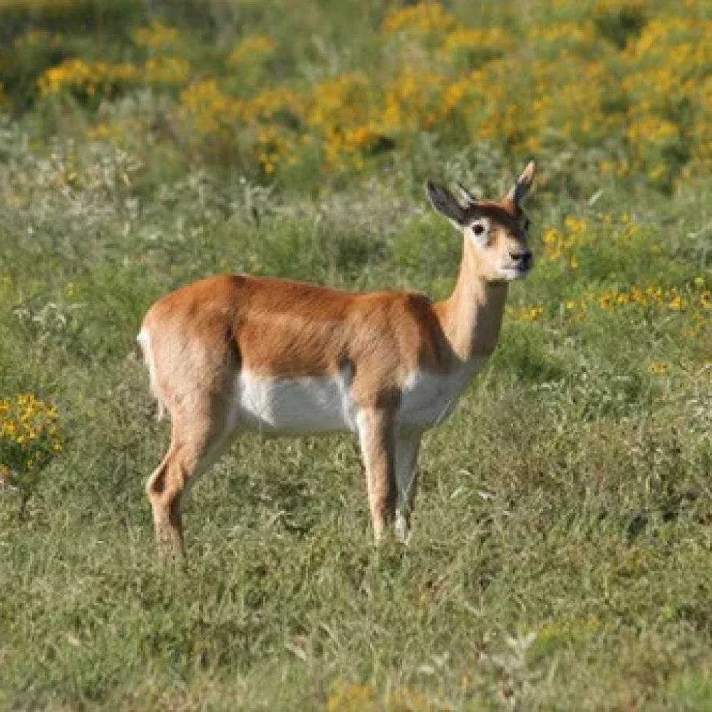 Gazelle in Absheron National Park, Azerbaijan